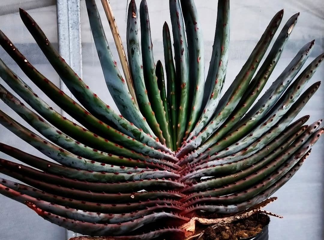 速達発送&ロウルサンコさんラベル付き☆コンプレッサシストフィラ(ビグザム交配)