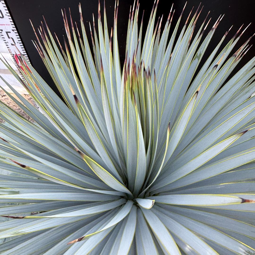 【AL1092】ユッカ　ロストラータ