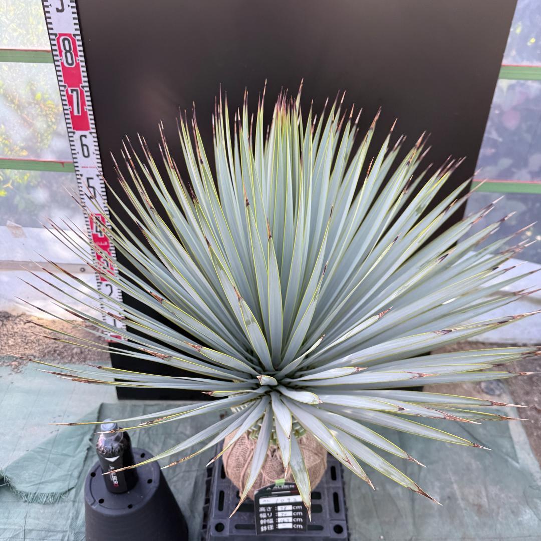 【AL1092】ユッカ　ロストラータ