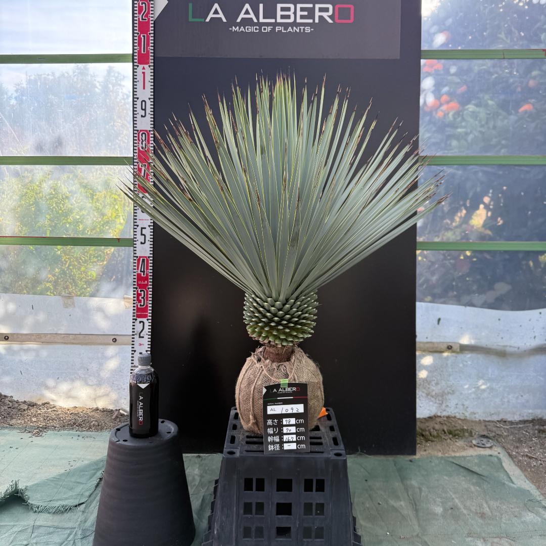 【AL1092】ユッカ　ロストラータ