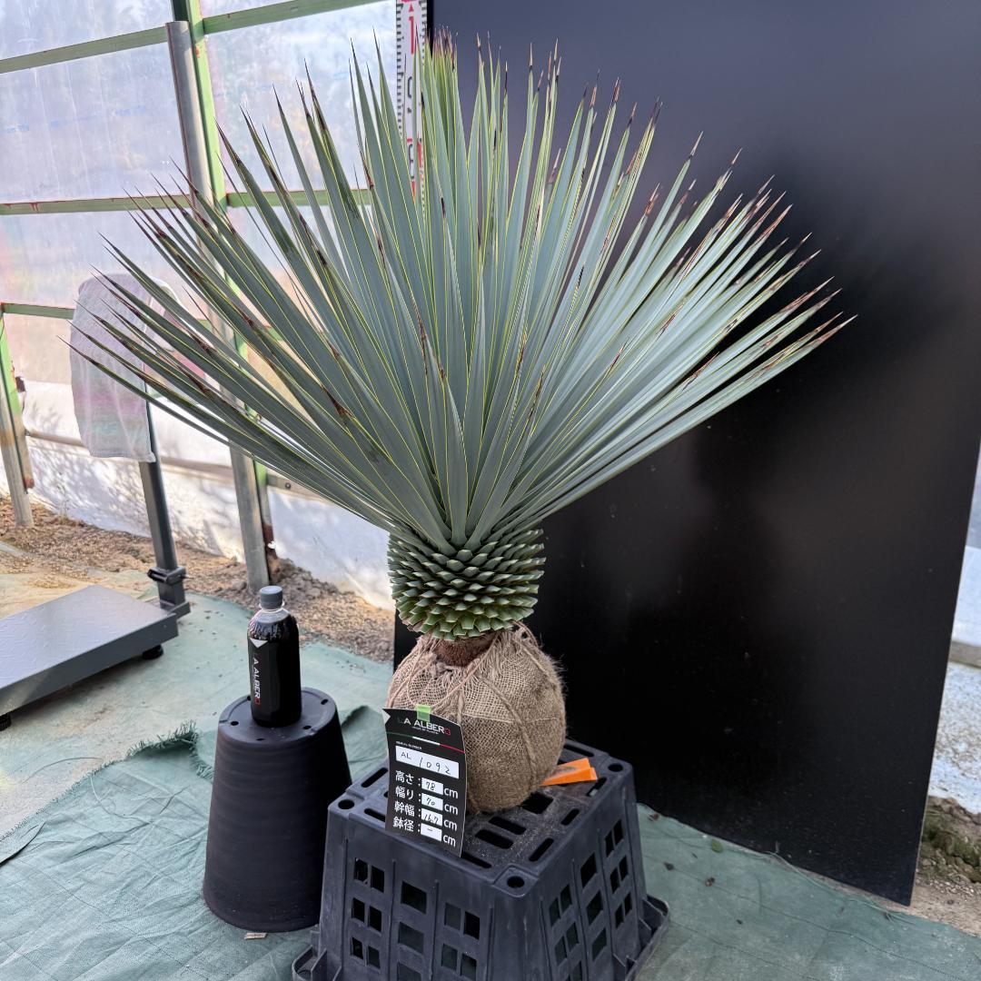 【AL1092】ユッカ　ロストラータ