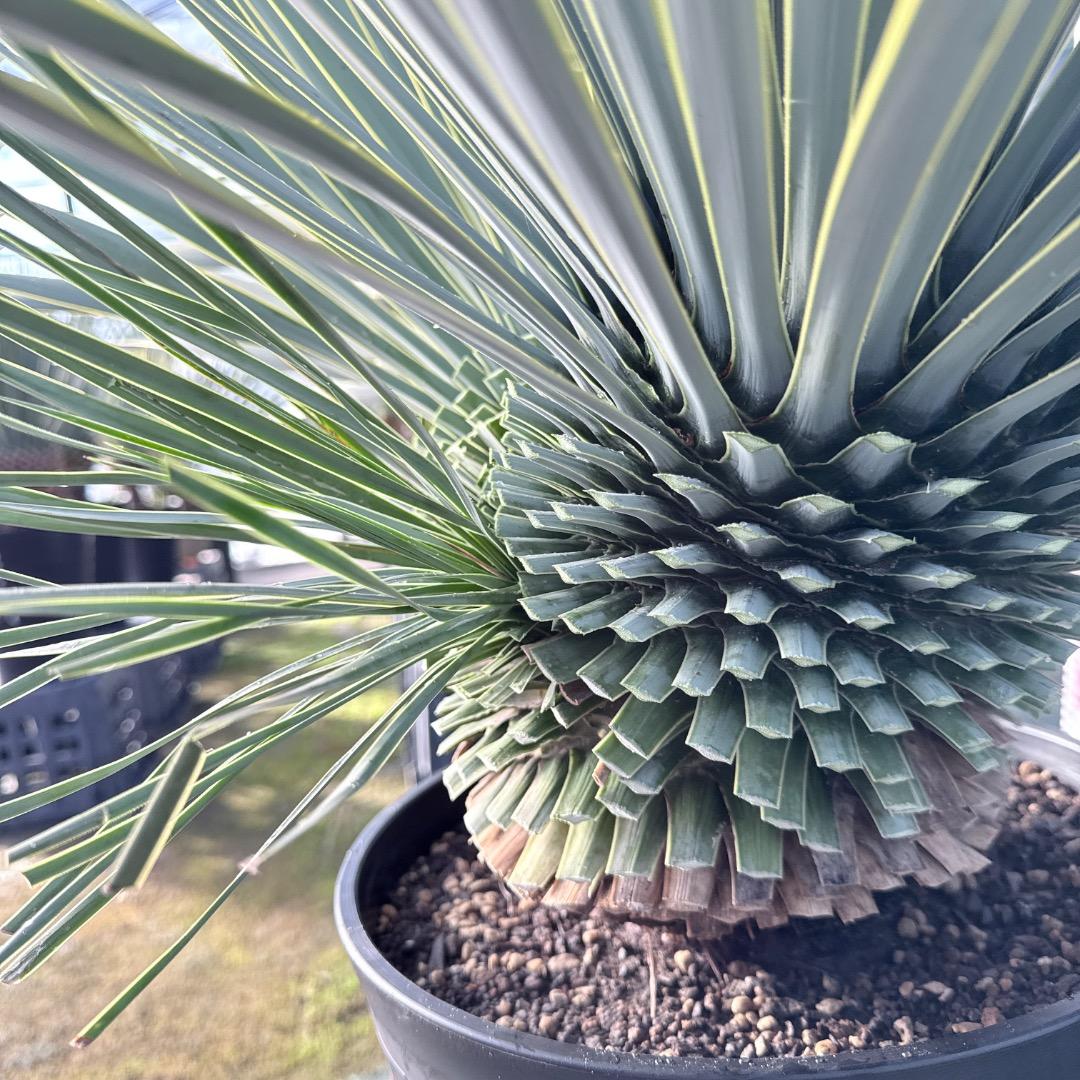 ピ*ん様 【AL1113】ユッカ　ロストラータ　超希少　頂上分頭　４ヘッド個体