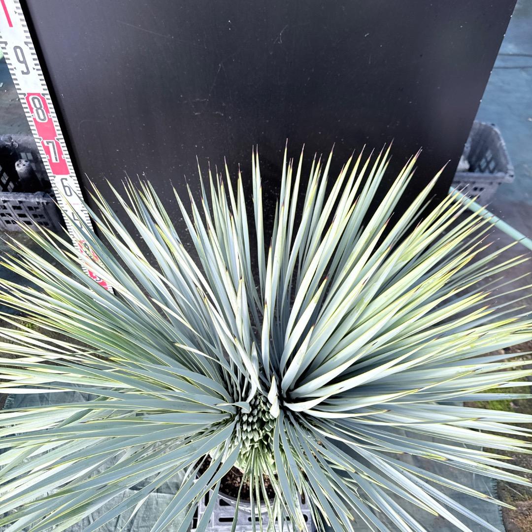 ピ*ん様 【AL1113】ユッカ　ロストラータ　超希少　頂上分頭　４ヘッド個体