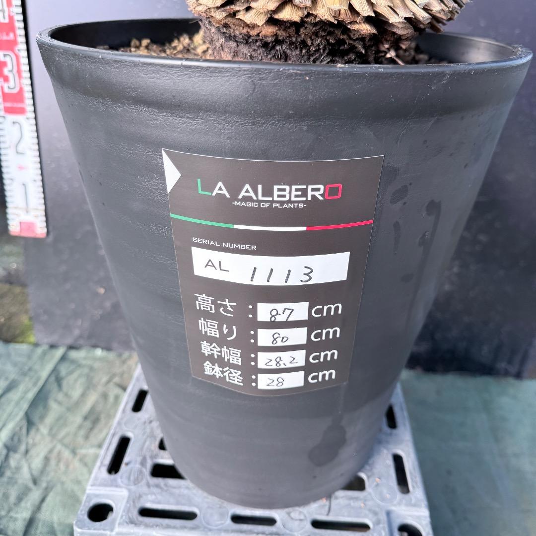 ピ*ん様 【AL1113】ユッカ　ロストラータ　超希少　頂上分頭　４ヘッド個体