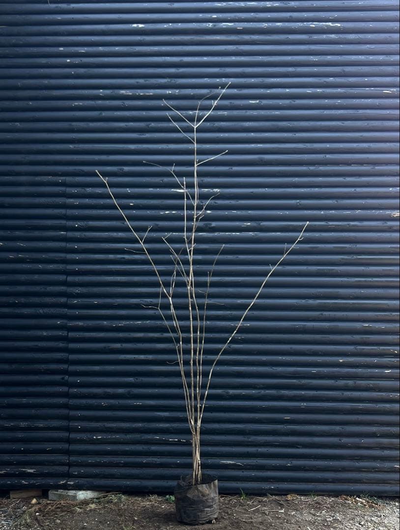 山採り天然　アオダモ　5本株立ち　12