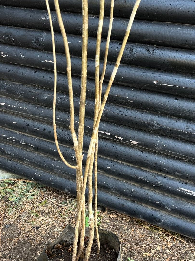 山採り天然　アオダモ　5本株立ち　12