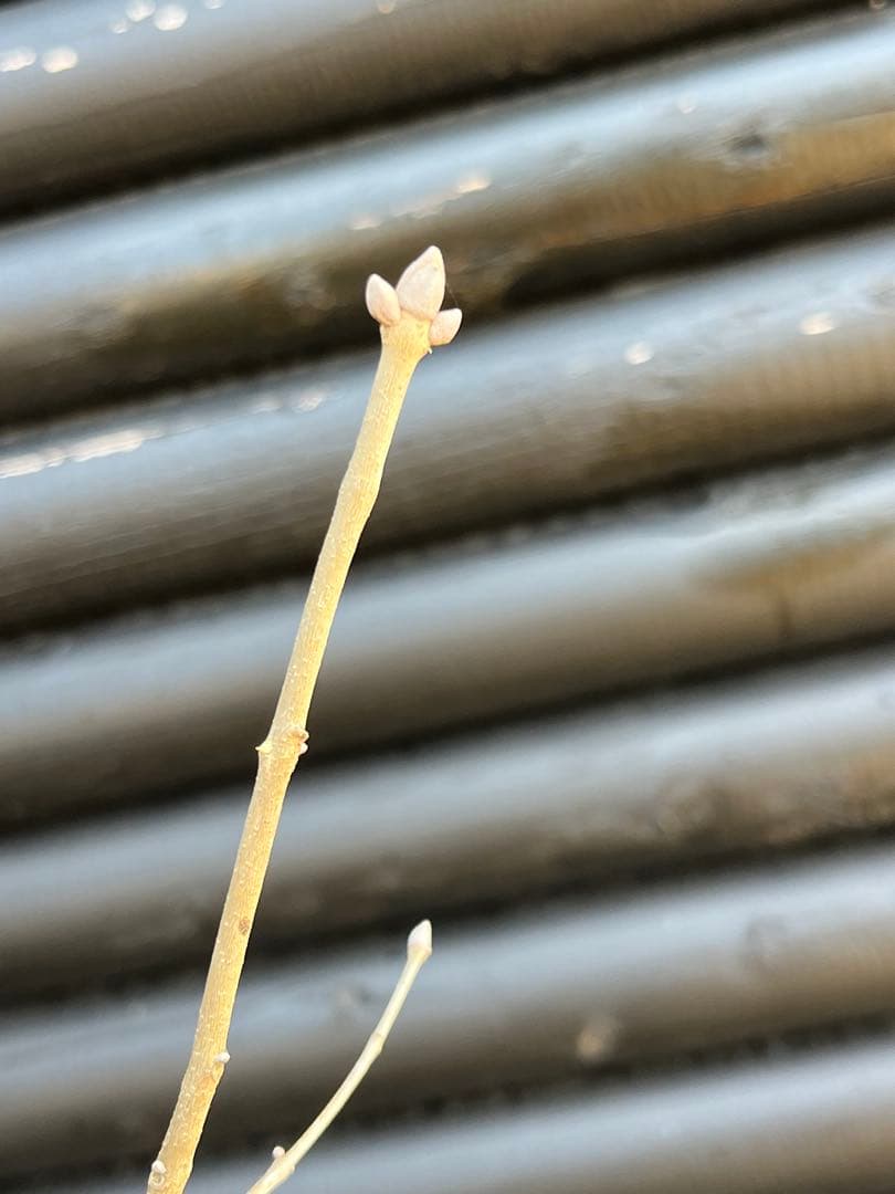 山採り天然　アオダモ　5本株立ち　12