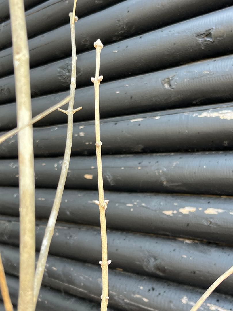 山採り天然　アオダモ　5本株立ち　12