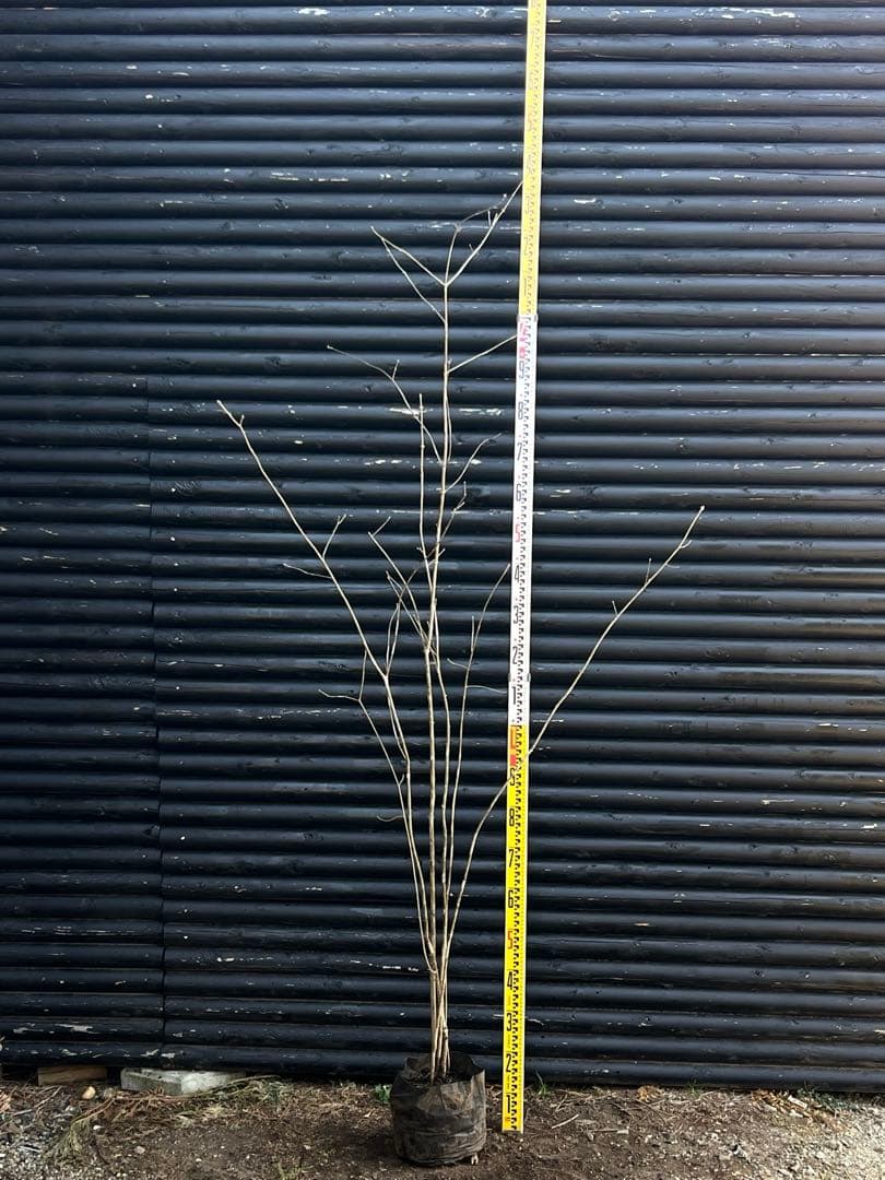 山採り天然　アオダモ　5本株立ち　12