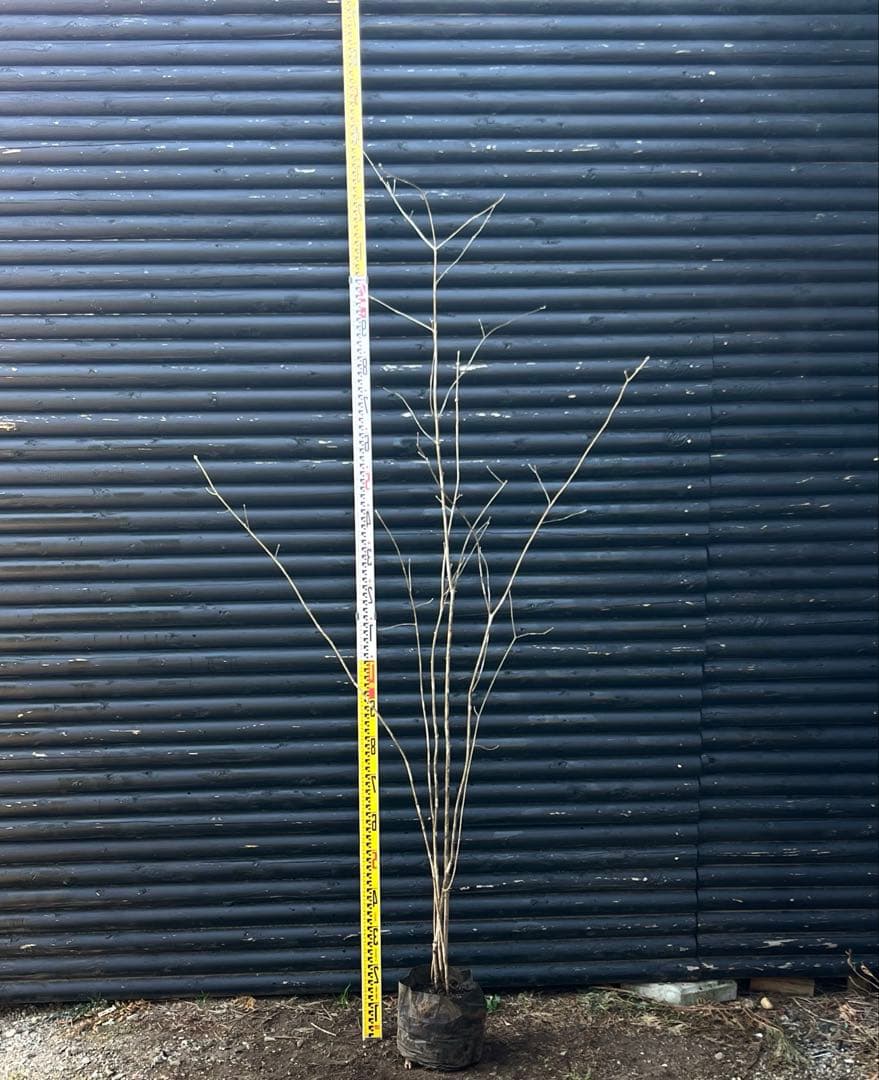 山採り天然　アオダモ　5本株立ち　12