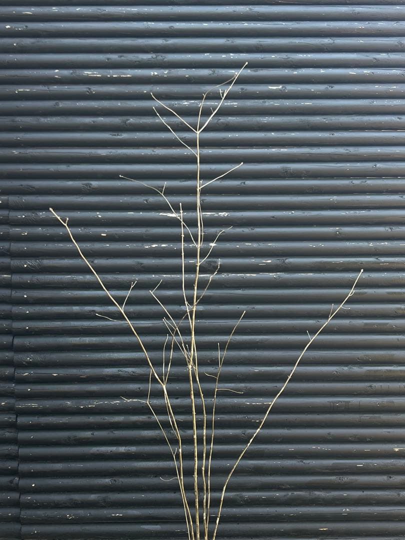 山採り天然　アオダモ　5本株立ち　12