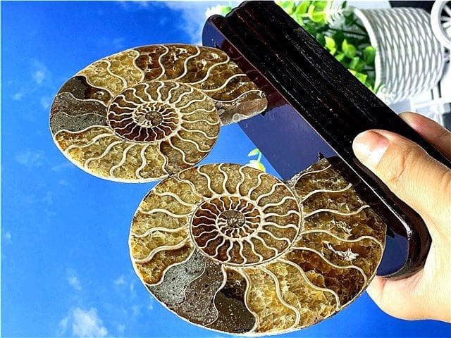 ★貴重－アンモナイト縫合線オパール化石標本B88U3/145U89D