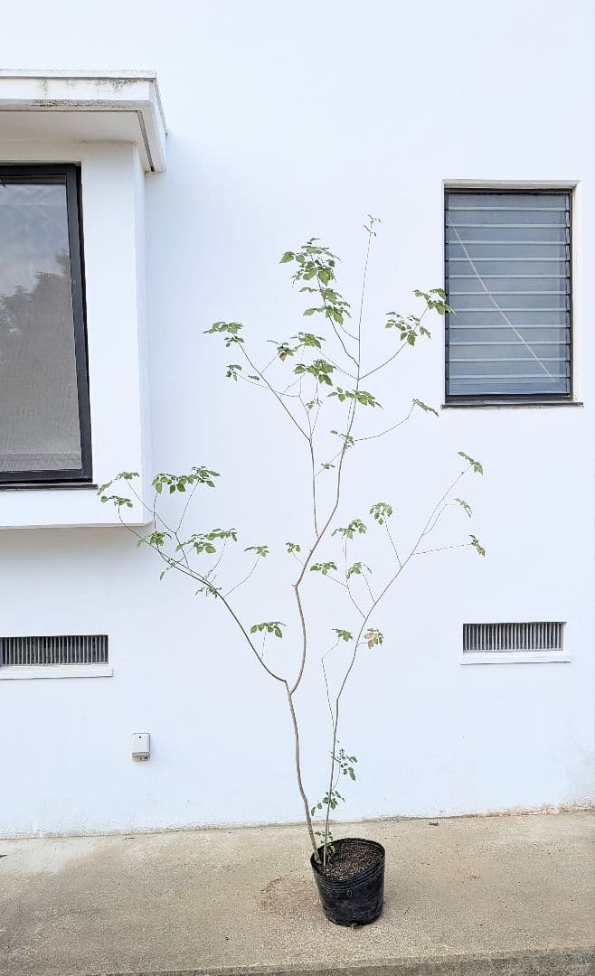 これぞ！山採り天然アオダモ。