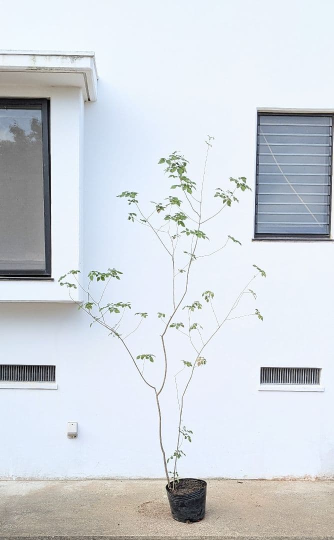 これぞ！山採り天然アオダモ。