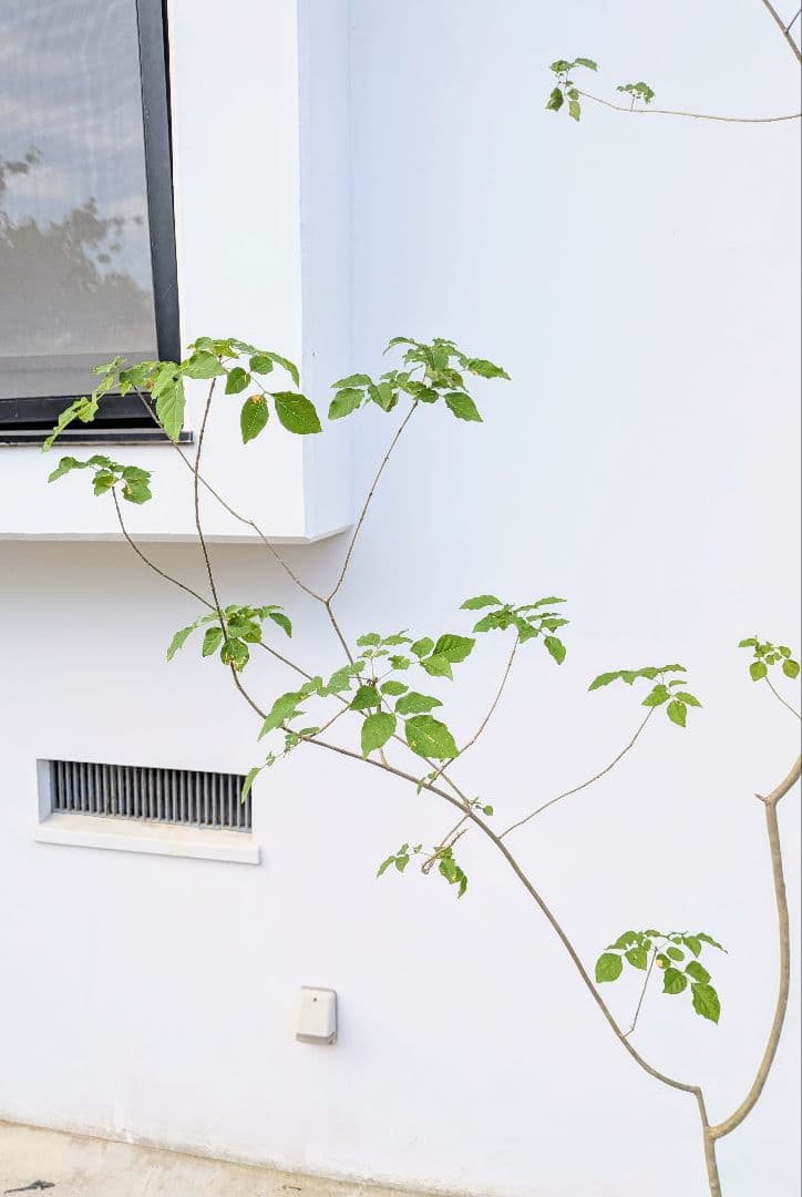 これぞ！山採り天然アオダモ。