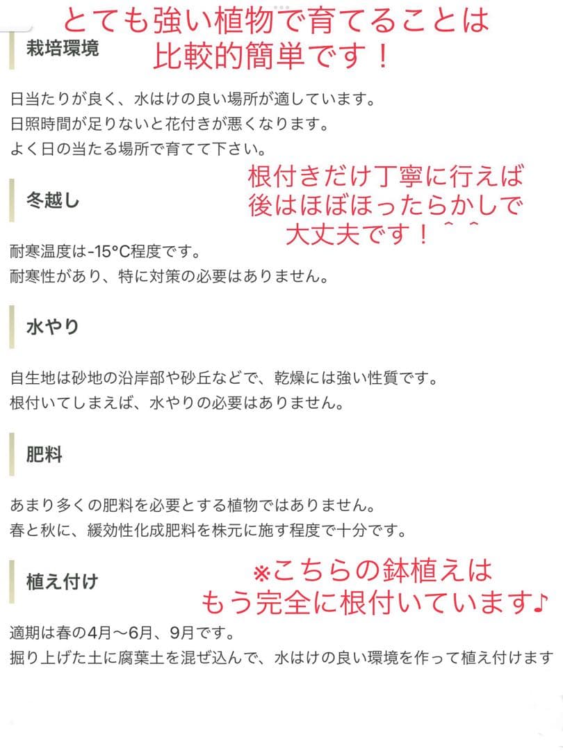 幸運木【森で完全野生化 ユッカ グロリオサ/アツバキミガヨラン】インド鉢植え＊小