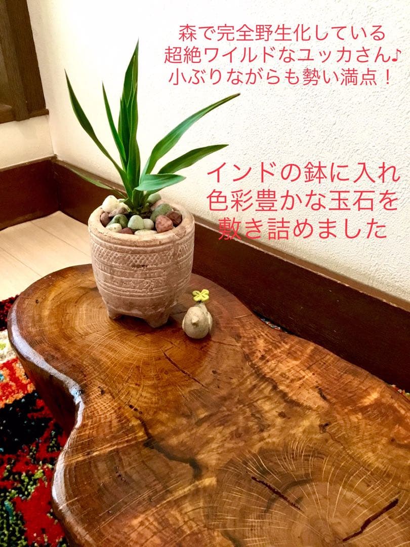 幸運木【森で完全野生化 ユッカ グロリオサ/アツバキミガヨラン】インド鉢植え＊小