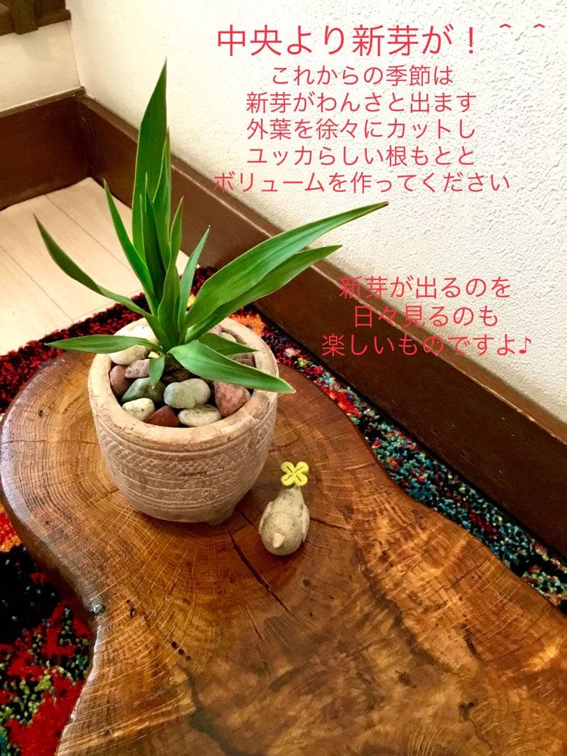 幸運木【森で完全野生化 ユッカ グロリオサ/アツバキミガヨラン】インド鉢植え＊小