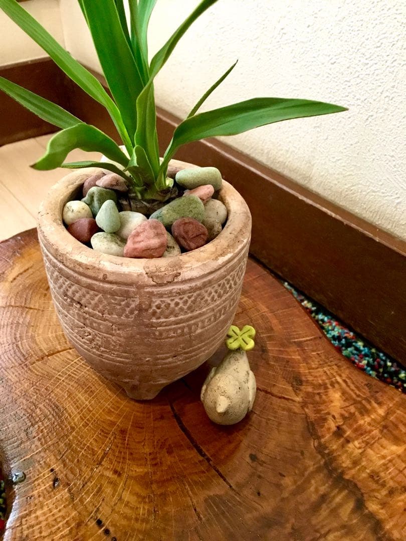 幸運木【森で完全野生化 ユッカ グロリオサ/アツバキミガヨラン】インド鉢植え＊小