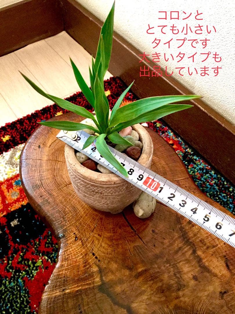 幸運木【森で完全野生化 ユッカ グロリオサ/アツバキミガヨラン】インド鉢植え＊小
