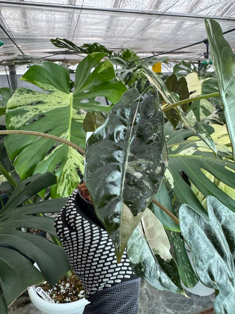 アロカシア　シャントリエリ　ピンク斑入り　双子株