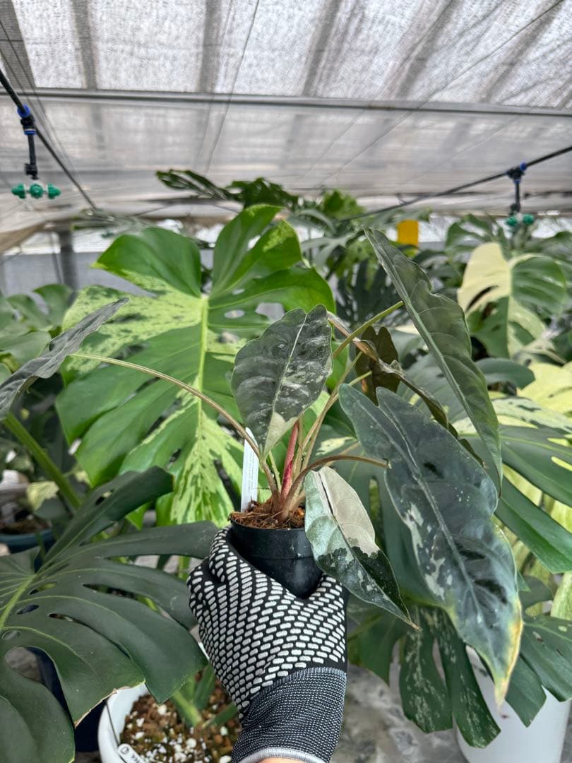 アロカシア　シャントリエリ　ピンク斑入り　双子株