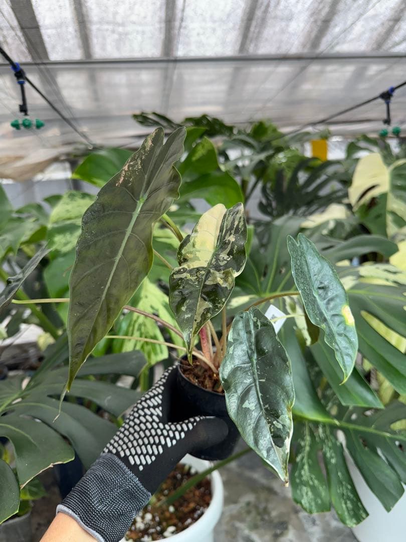 アロカシア　シャントリエリ　ピンク斑入り　双子株