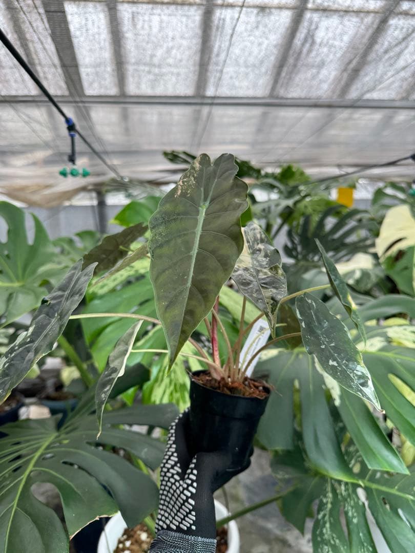 アロカシア　シャントリエリ　ピンク斑入り　双子株