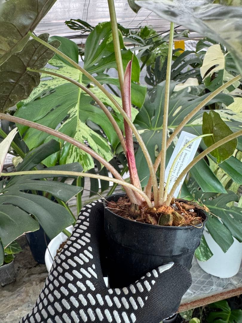 アロカシア　シャントリエリ　ピンク斑入り　双子株