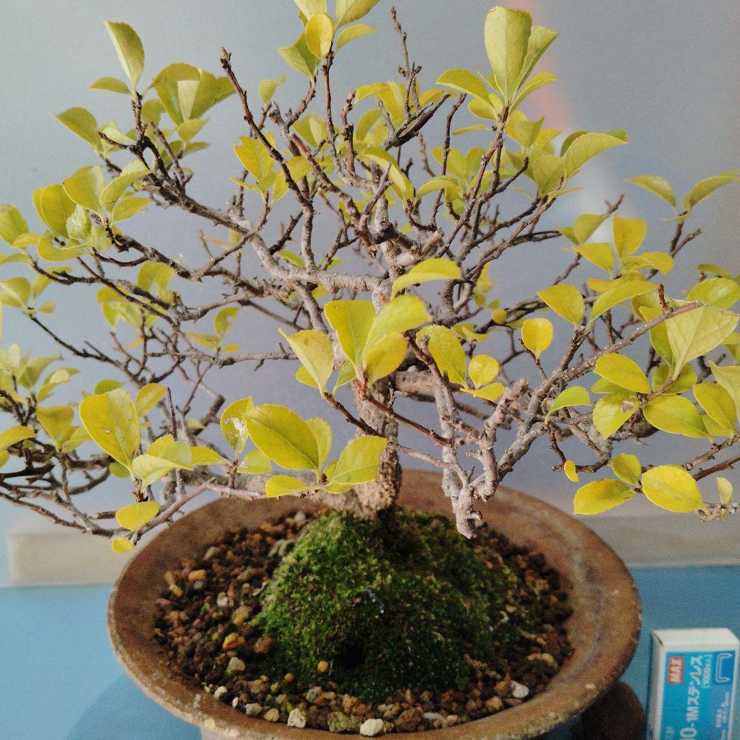 イワツルウメモドキ　盆栽　中品盆栽　実物　ツルモノ　ガーデニング