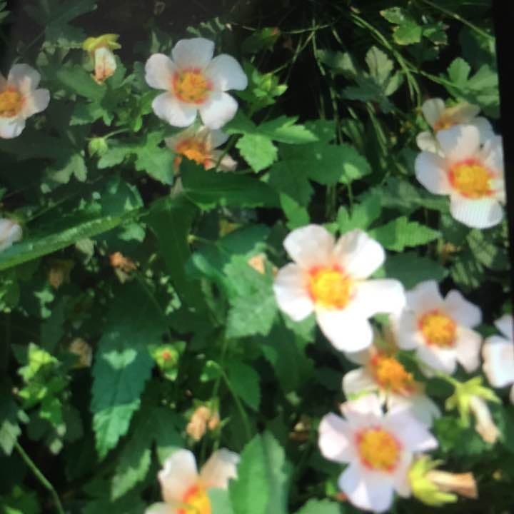 マルバストラム   確認用です（╹◡╹）♡