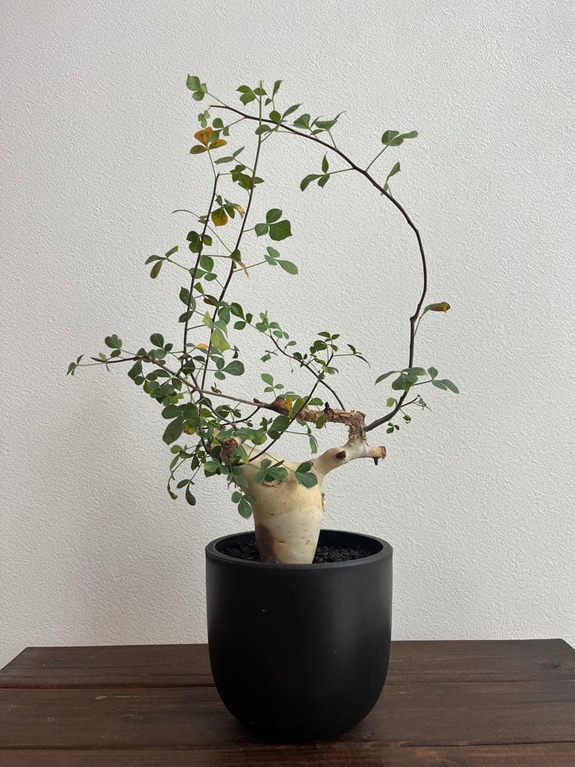 コミフォラ　カタフ　ピュア（ソマリア産）