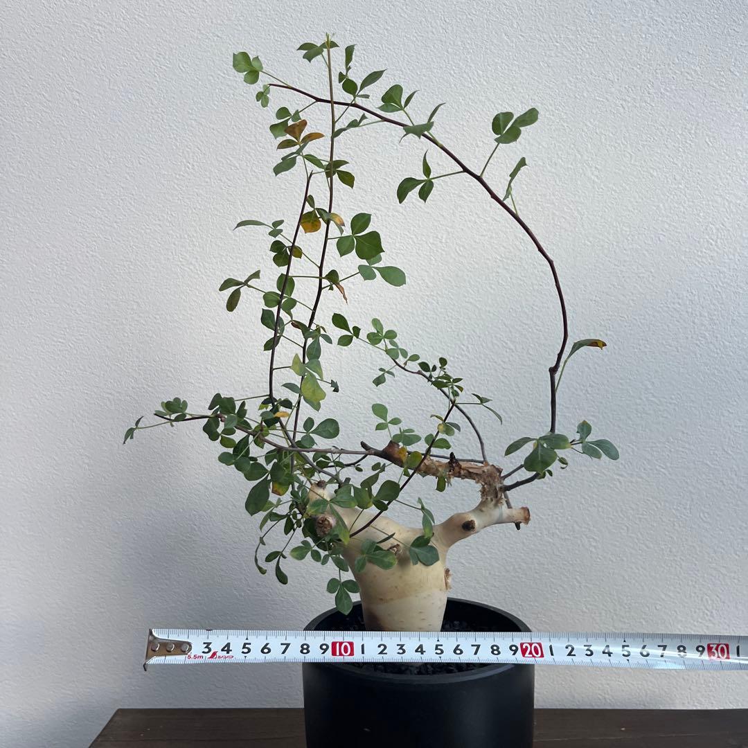 コミフォラ　カタフ　ピュア（ソマリア産）