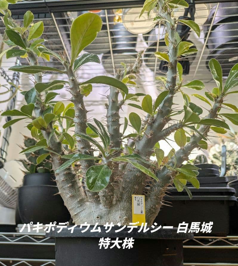 「横浜市北部お引き渡し限定」パキポディウムサンデルシー 白馬城　特大株