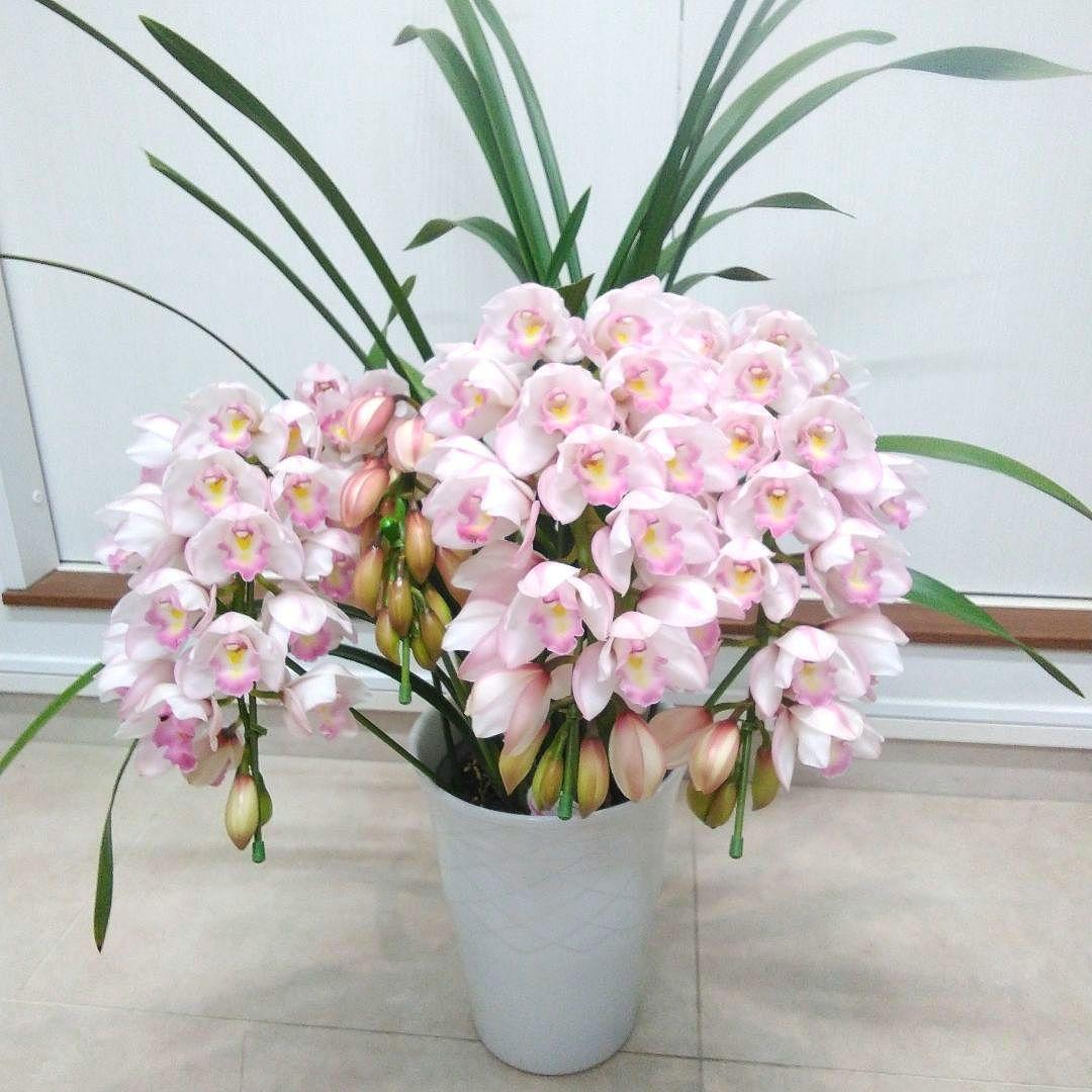 現品　シンピジュウム　エンジェルフェザー　花4本立　アーチ仕立て　陶器鉢