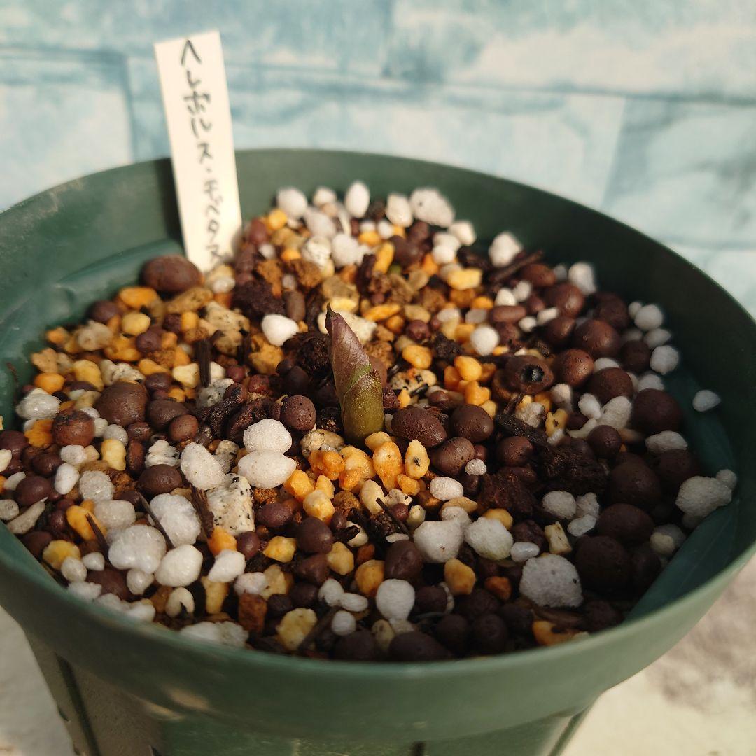 ☀️【Helleborus　thibetanus】☀️4号スリット鉢ロング植え