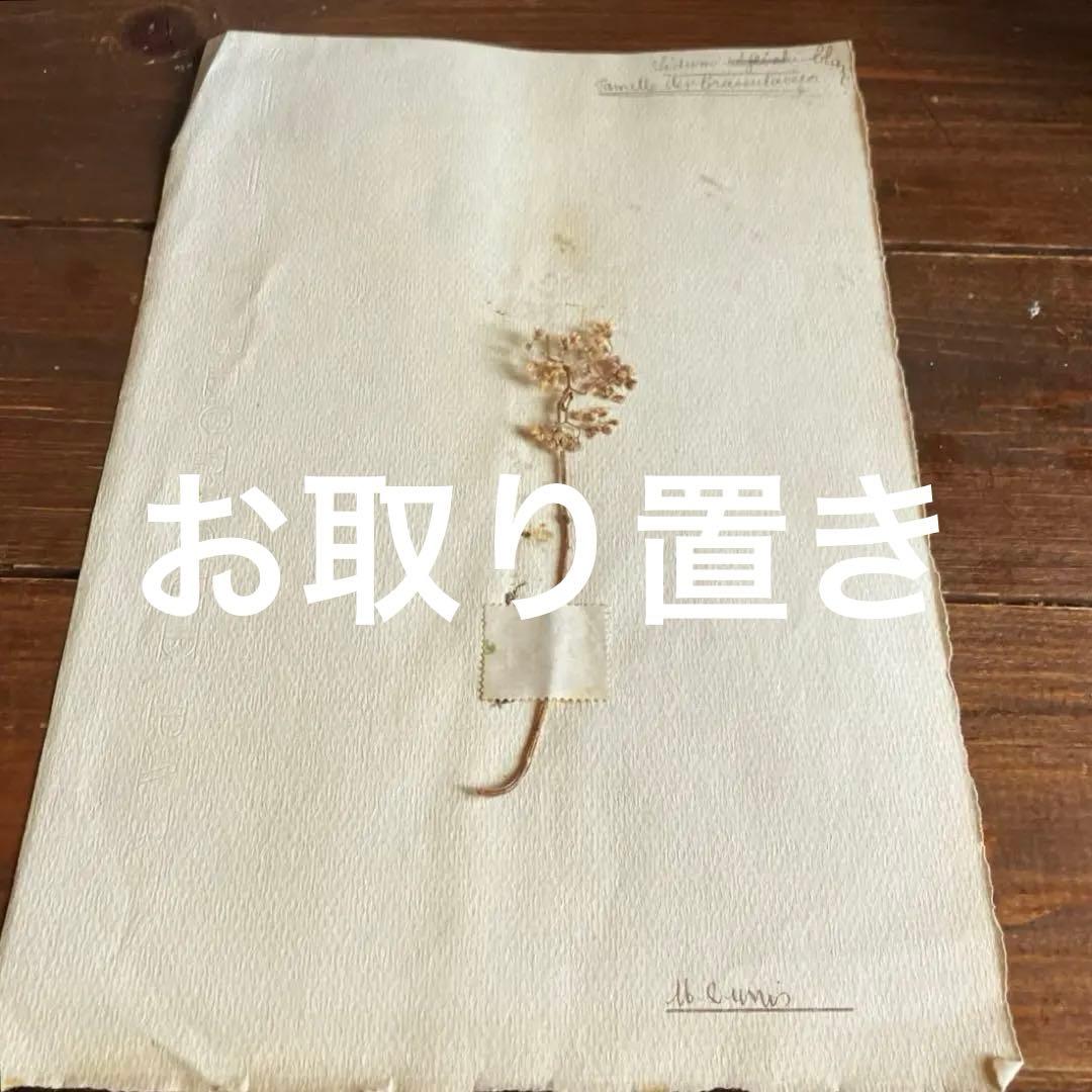 お取り置き フランスアンティーク植物標本　希少一枚　額装　押し花