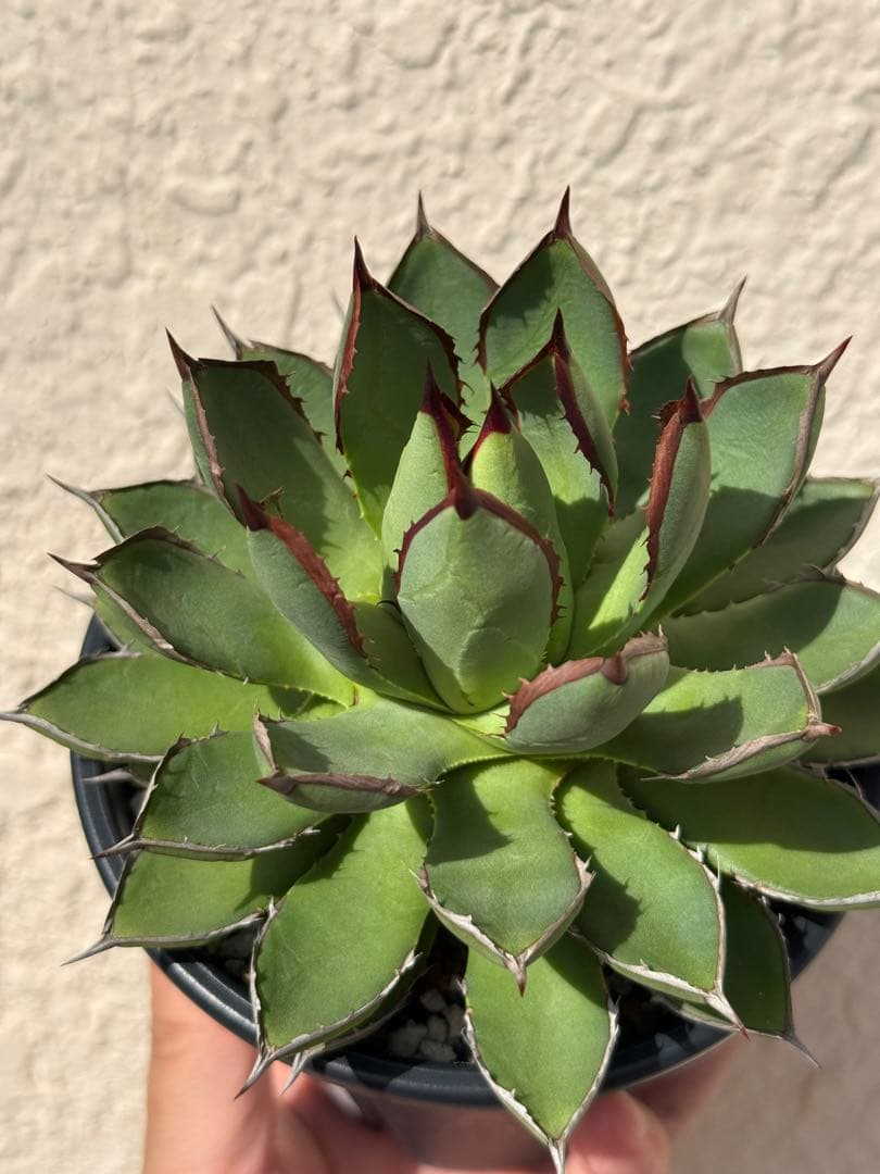 アガベ ハイブリッド株