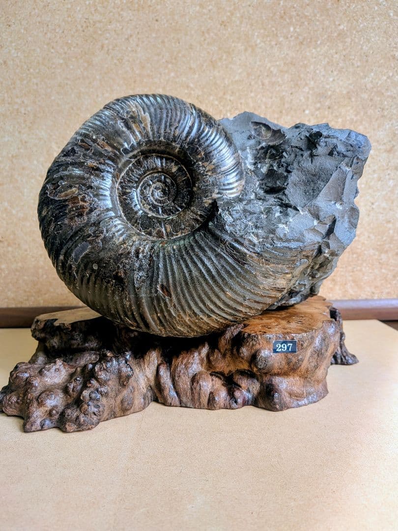 アンモナイト化石 17.0㎝(297)