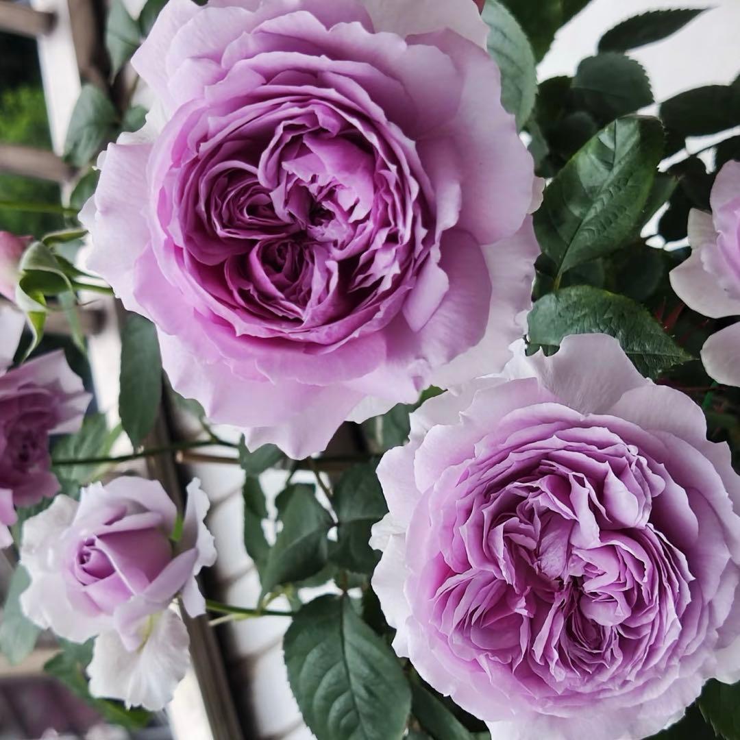 黒猫様 リクエスト 2点 まとめ商品