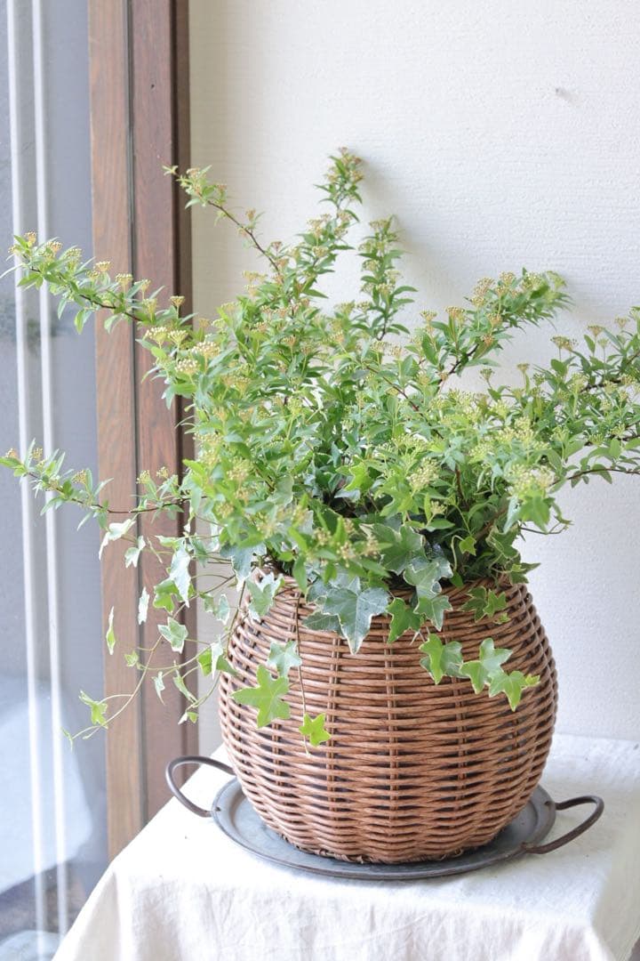 ふわっと枝垂れる❤︎一面の白小花❤︎コデマリ籠寄せ植え