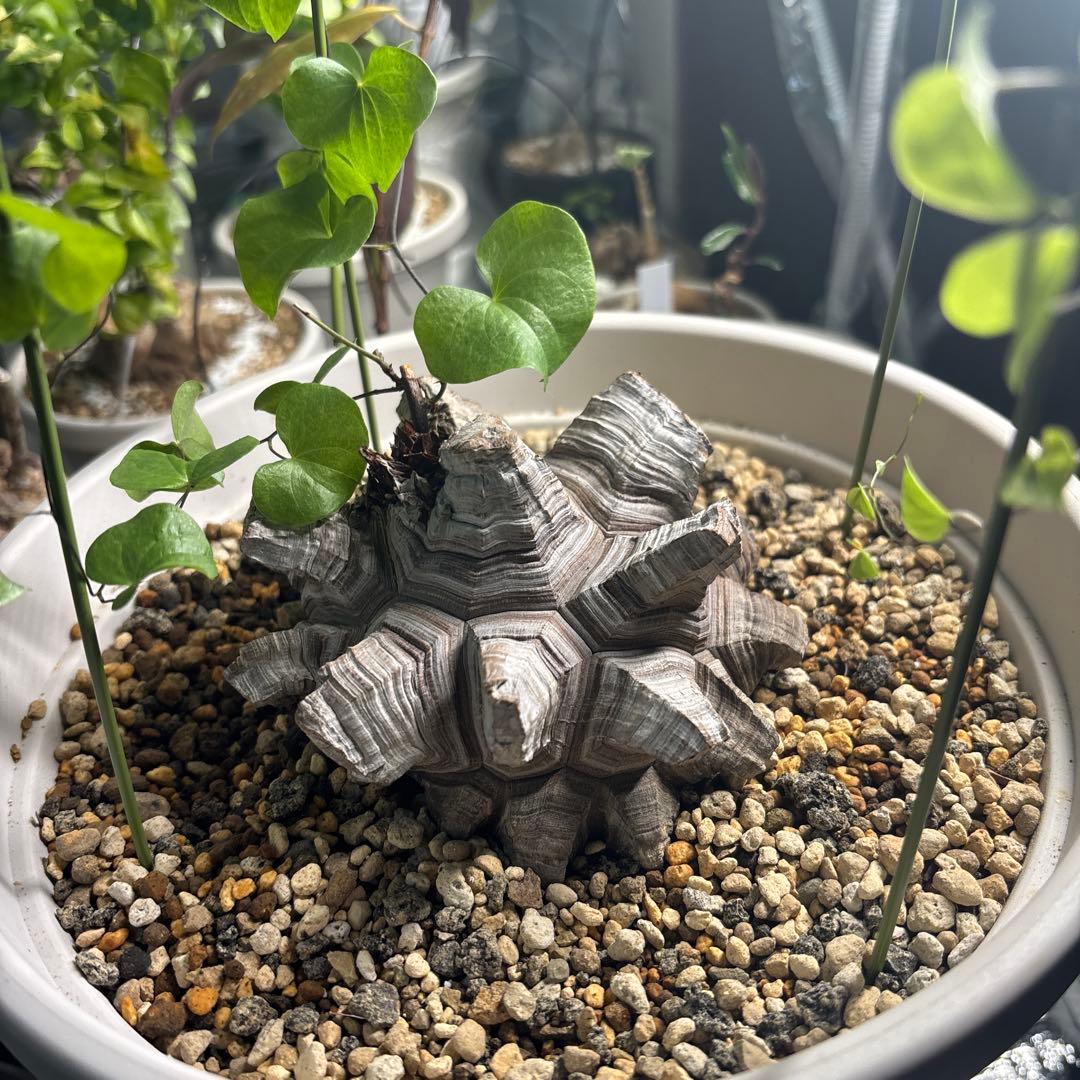 アフリカ亀甲竜　ディオスコレア　エレファンティペス