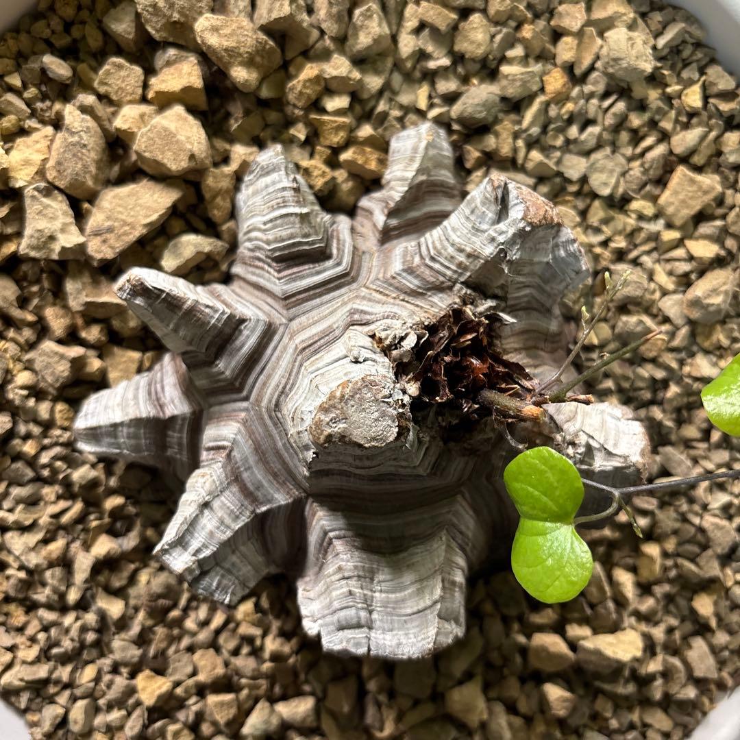 アフリカ亀甲竜　ディオスコレア　エレファンティペス