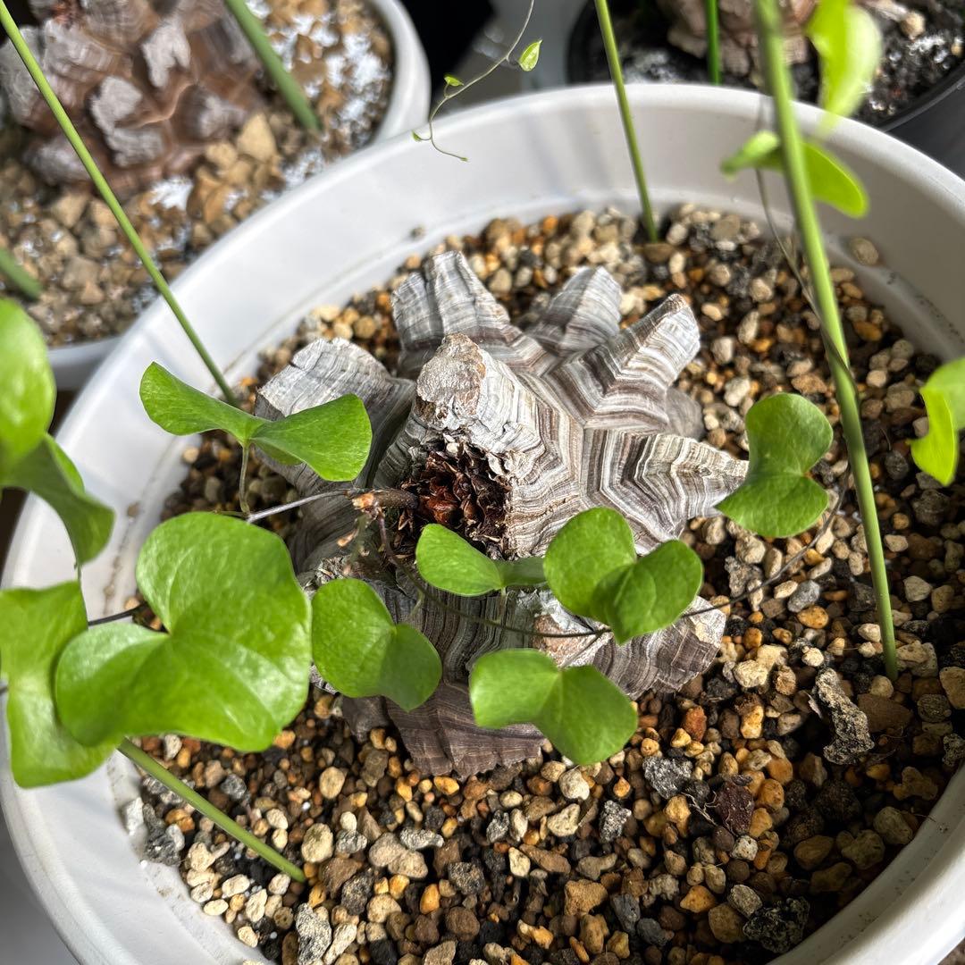 アフリカ亀甲竜　ディオスコレア　エレファンティペス