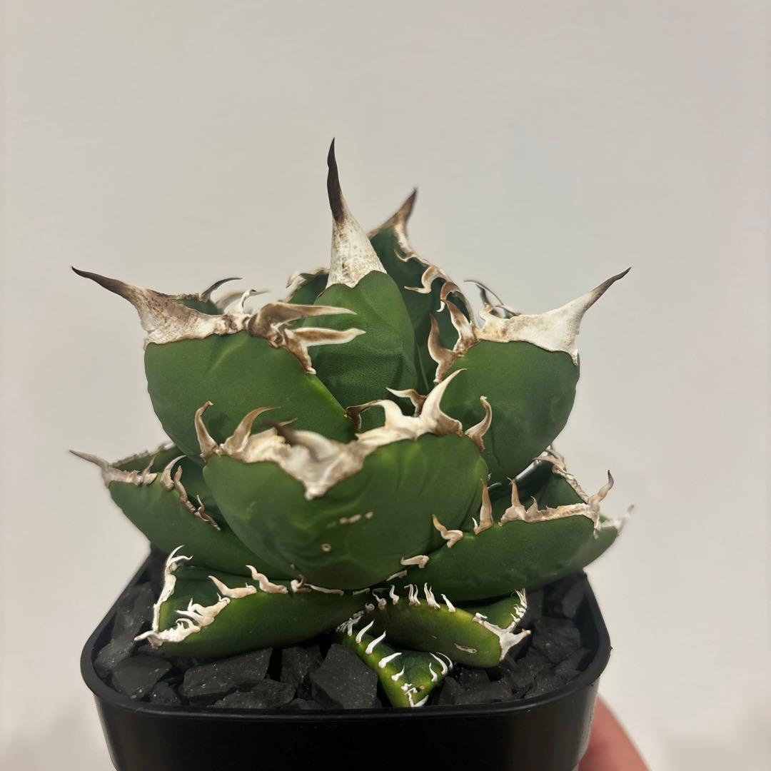 アガベ　チタノタ　南アフリカダイヤモンド　SAD 親株出品