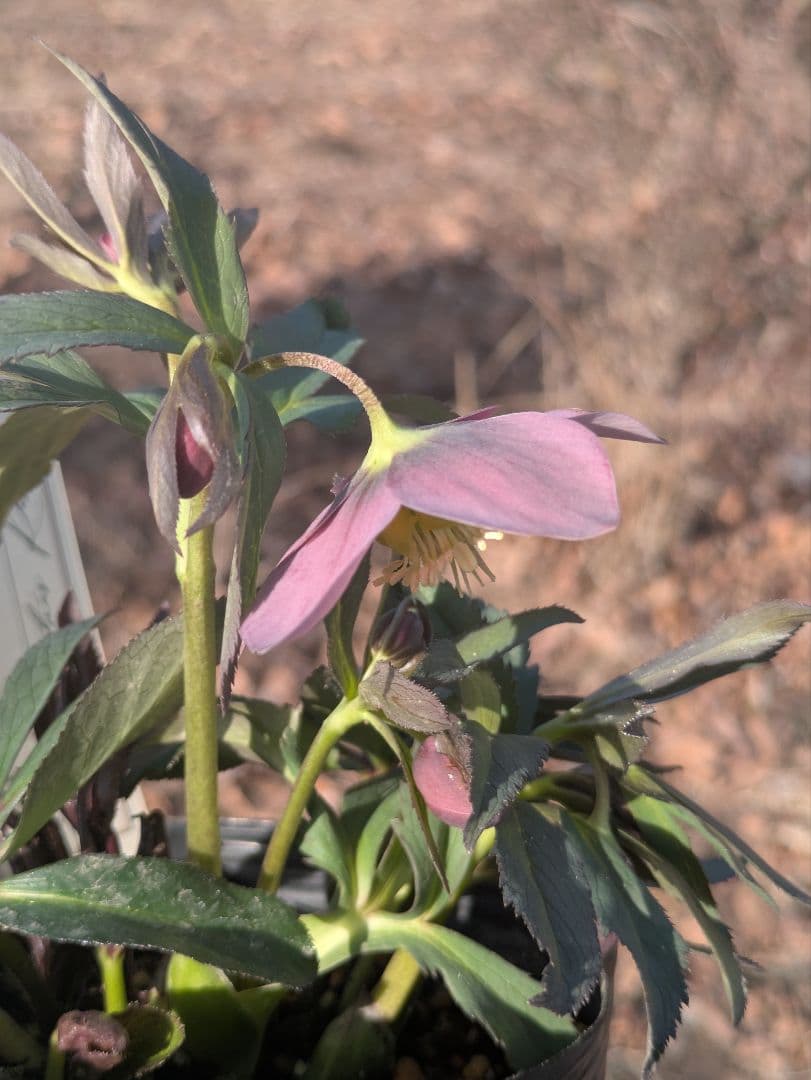 高橋育苗 little beast　原種系バイカラー ss　蕾複数あり