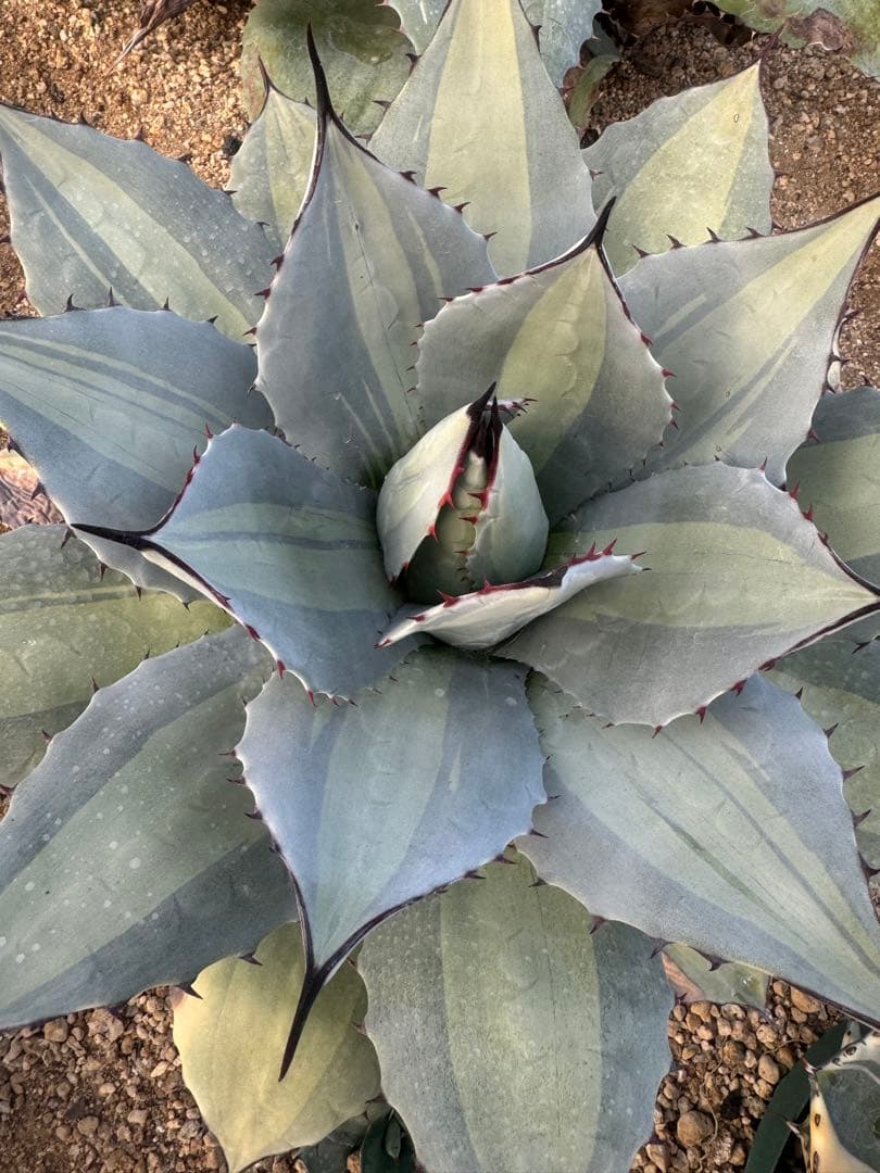 Agave （アガベ　入門セット4株）