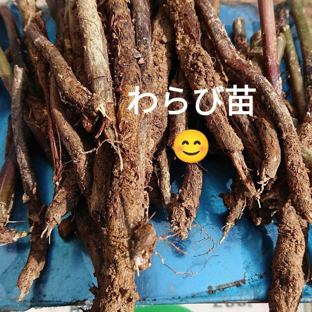 わらび苗(紀伊山地)1000本