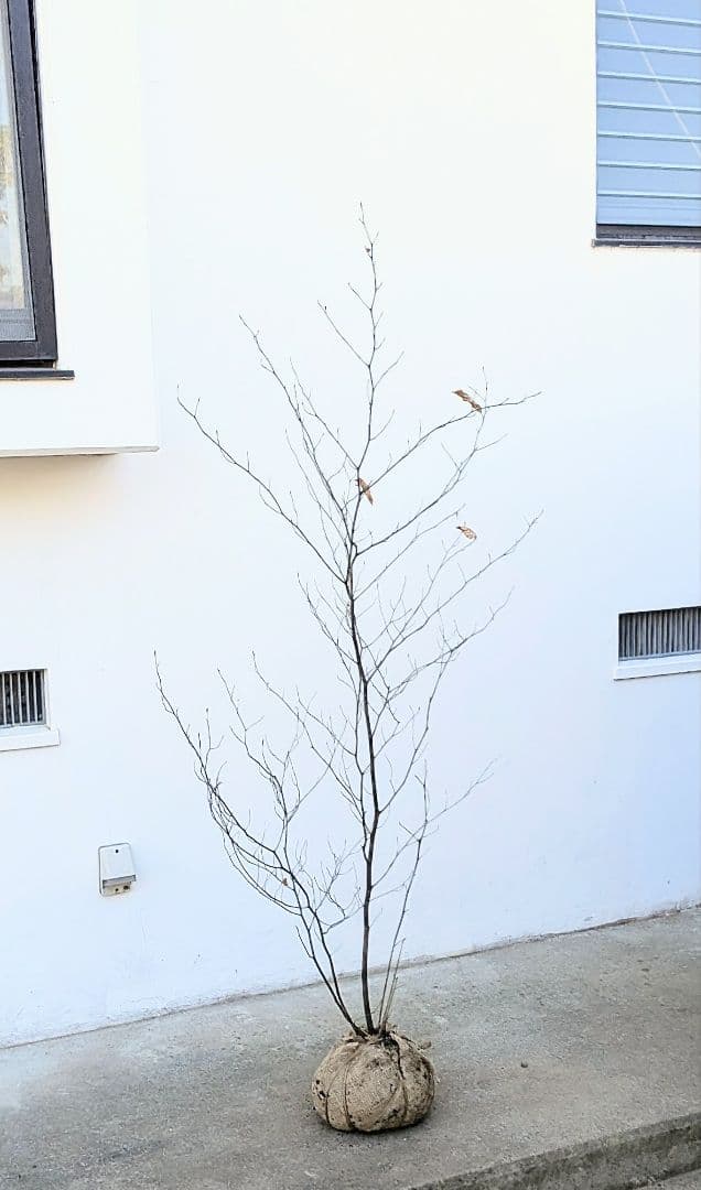 シルエット抜群。山採りクロモジ。