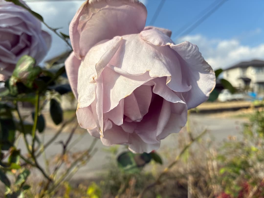 【バラ「超」大苗】　ブルームーン